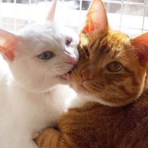 10 Pictures Of Extremely Lovey-Dovey Cats That Will Melt Your Heart Two Cats, Cat Aesthetic, Cute Kittens, Pretty Cats, Beautiful Cats, 귀여운 동물, Baby Cats, Cat Photo, White Cat