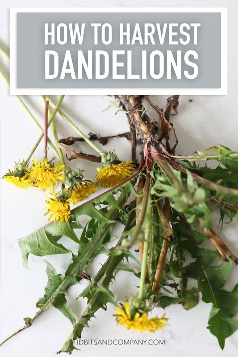 Dandelion Root Benefits, Roasted Dandelion Root Tea, Dandelion Uses, Roasted Dandelion Root, Dandelion Benefits, Dandelion Root Tea, Lavender Crafts, Dandelion Tea, Dandelion Leaves