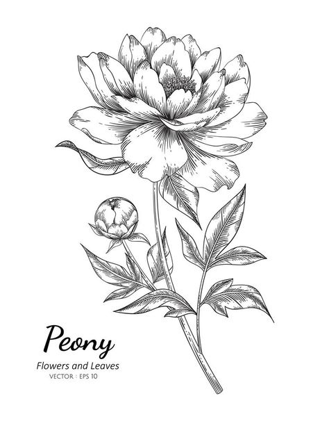 Peonie Flower Drawings, Peony Botanical Illustration Vintage, Peony With Stem Tattoo, Garden Rose Drawing, Botanical Flower Drawing, Different Flowers Drawings, Botanical Flowers Drawing, Cool Flower Drawings, Carnation Flower Drawing