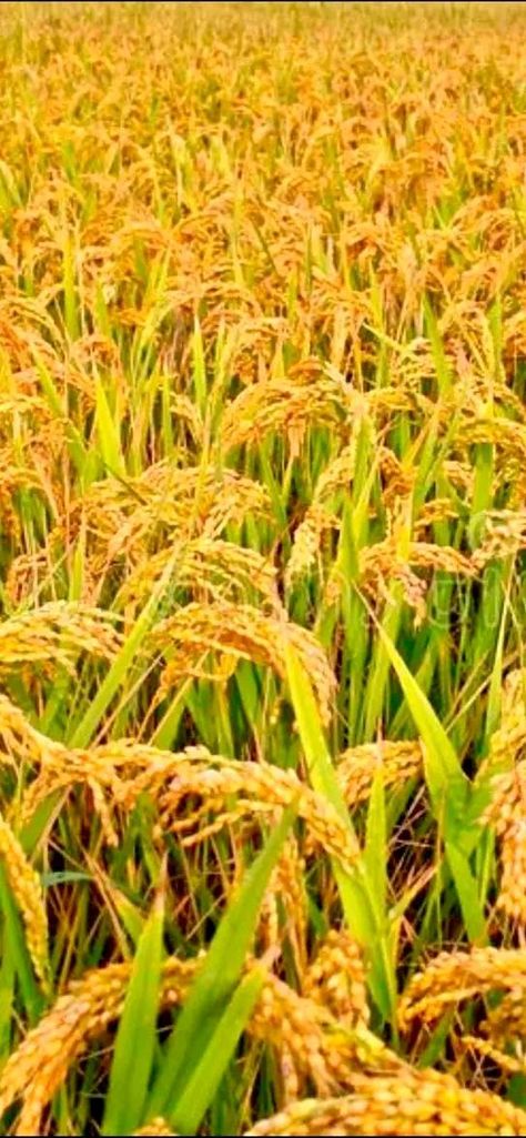 RICE FARMING IN NIGERIA(RIFIN) | Masha Allah | Facebook Rice Farming, Masha Allah, Rice, Quick Saves