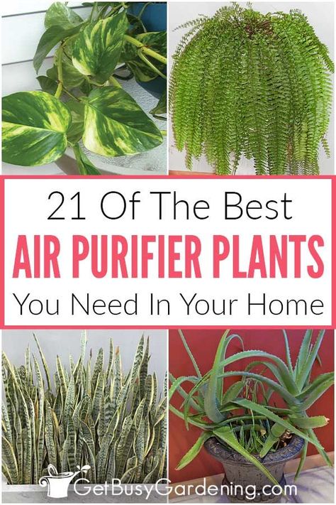 Best Air Purifying Plants, Air Cleaning Plants, Indoor Palms, Household Plants, Corn Plant, Inside Plants, Best Indoor Plants, Air Purifying Plants, Healthy Benefits