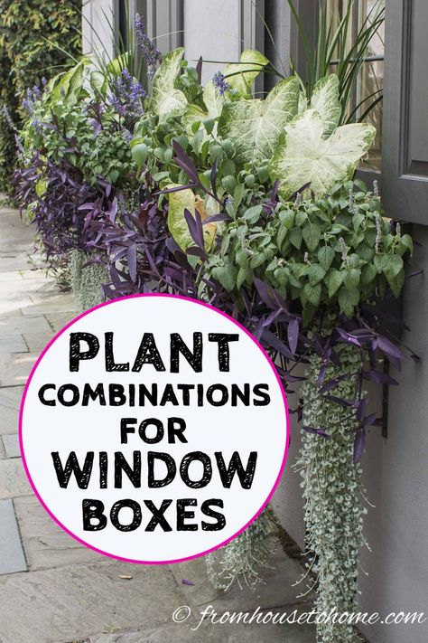 Flower Box Ideas, Window Box Ideas, Flower Combinations, Impatiens Plant, Window Box Plants, Window Box Garden, Window Box Flowers, Window Planters, Vegetable Garden For Beginners