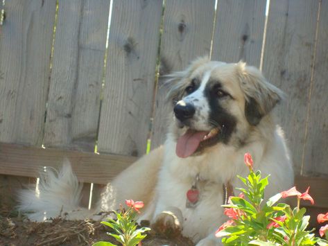 Anatolian Shepherd Great Pyrenees, Anatolian Pyrenees, Anatolian Shepherd, Pretty Dogs, Great Pyrenees, Pyrenees, Shepherd Dog, The Flowers, Cat Art