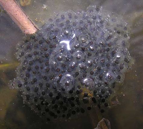 bullfrog eggs - Google Search Frog Cycle, Eggs In Water, Frog Spawn, Frog Egg, Frog Eggs, Frog Theme, Classroom Videos, Kindergarten Fun, Writing Challenge