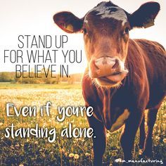 Always stand up for what you believe in. #inspiration #farmlife #agriculture #quote #cow #quoteoftheday Ag Quote, Agriculture Quotes, Farm Life Quotes, Livestock Quotes, Farmer Quotes, Farm Quotes, Cow Quotes, Animals Quotes, Inspirational Horse Quotes