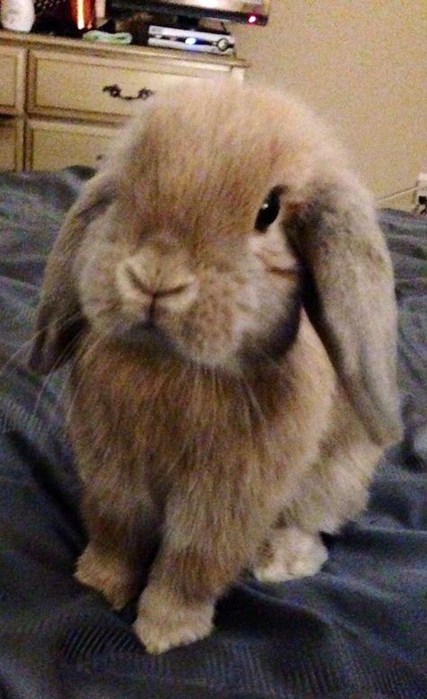 Brown Floppy Ear Bunny, Brown Lop Bunny, Brown Holland Lop, Marauders Animagus, American Fuzzy Lop, Mini Lop Bunnies, Lop Bunnies, Holland Lop Bunnies, Lop Bunny