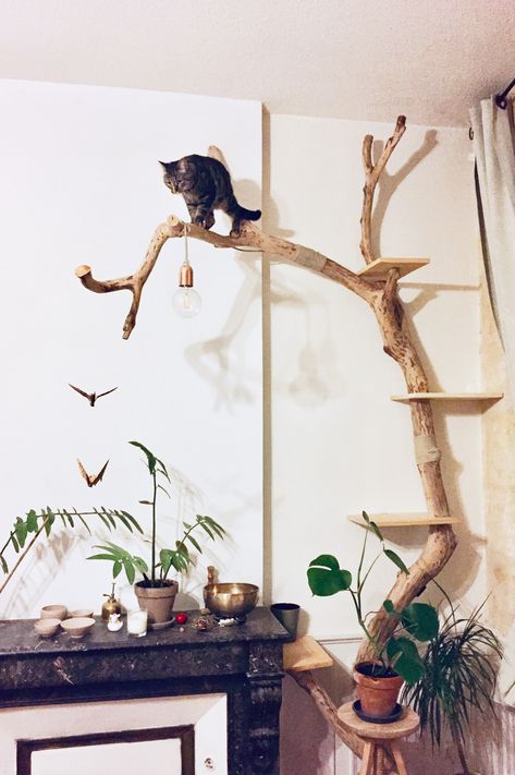 Real Branch Cat Tree, Tree Branch Cat Tree, Drift Wood Cat Tree, Cat Tree Branch Diy, Cat Tree On Wall, Diy Cat Tree Real Branches, Barkitecture Ideas, Diy Cat Perch, Branch Cat Tree