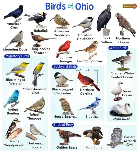 Types Of Birds, List Of Birds, Natural Philosophy, Common Birds, Pot Crafts, Flower Pot Crafts, Bird Book, Bee Garden, Backyard Inspo