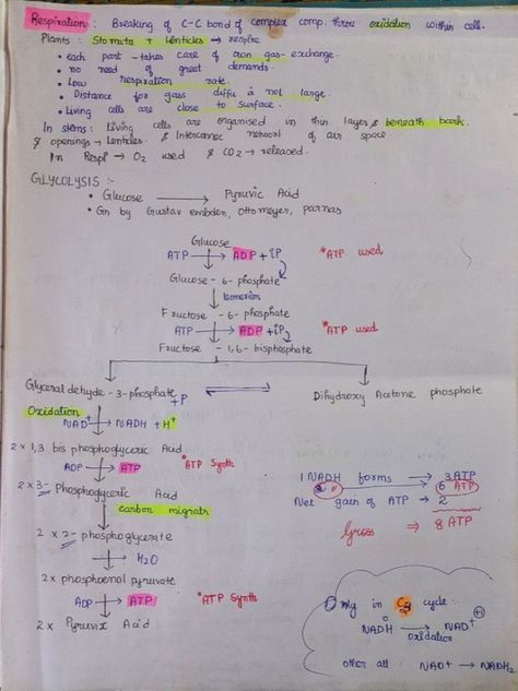 Notes of Respiration in Plants of chapter of Unit Plant 
 Physiology. Respiration In Plants, Neet Notes, Plant Physiology, Plant Notes, Study Biology, Medical Pictures, Medical Student Motivation, Biology Facts, Study Flashcards