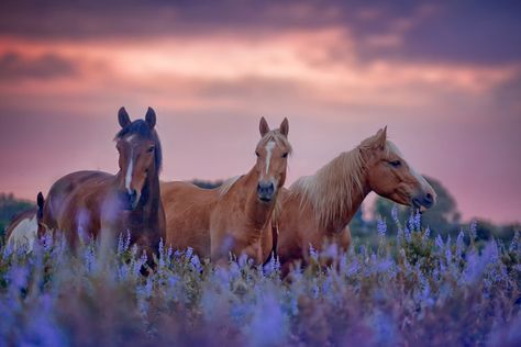 The Horse as an Archetype for Transformation – Conscious Community Magazine Horse Background, Wild Horses Photography, Palomino Horse, Horse Wallpaper, Chestnut Horse, White Horses, Cute Horses, Horse Photography, Wall Art Pictures