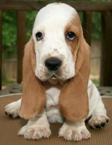 Bassett Hound puppy❤️ Animal Psychology, Stinky Dog, Basset Hound Puppy, Hound Puppies, Puppy Day, Pet Blog, Our Baby, Basset Hound, A Puppy