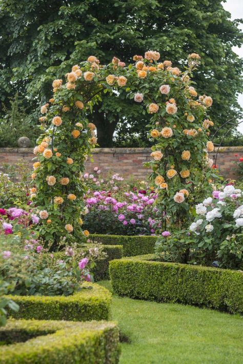 For those who love inspirational design ideas for inside and outside their home Autumn Clematis, Pergola Pictures, Growing Vines, Wedding Canopy, Garden Canopy, Rose Gardens, Garden Vines, Hydrangea Not Blooming, Garden Arches