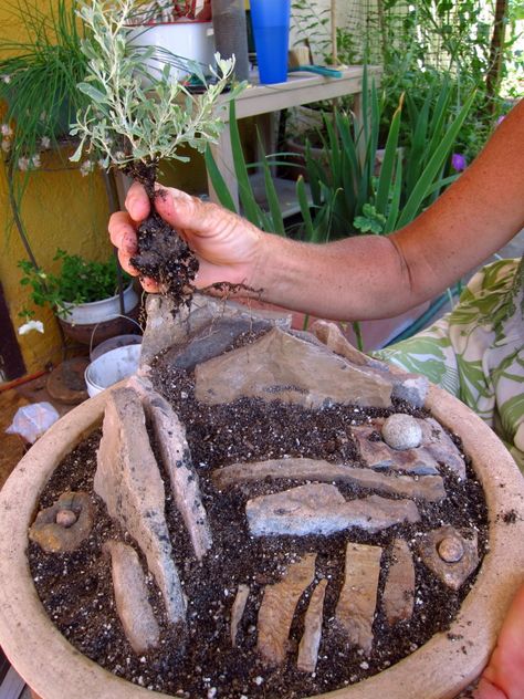 Outdoor Rock Garden Ideas With Pots, Container Rock Garden Ideas, Rock Garden In A Pot, Cactus Garden Pot, Crevice Rock Garden, Crevice Garden Ideas, Succulents Garden Outdoor Ideas, Rock Garden With Potted Plants, Outdoor Succulent Garden Pots