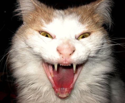 40 Scary and Funny Cat Pictures 1 Yawning Animals, Creepy Cats, Scary And Funny, Pedigree Cats, Cat Yawning, Creepy Cat, Scary Cat, Funny Ghost, Owning A Cat