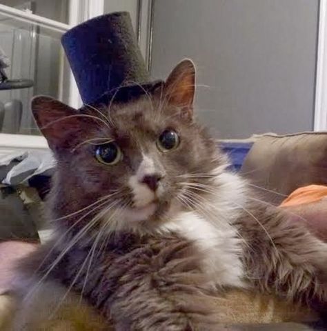 Top Cat in a Top Hat. Cat With Top Hat, Cats In Hats, Mustache Cat, Batman Cat, Cartoon Rat, Lion Cat, Cat M, Santa Cat, Cat City