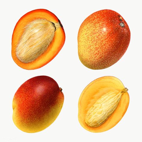 Seed Illustration, Mango Collection, Mango Fruit, Watercolor Fruit, Calendar 2023, Image Ideas, Blank Space, Highlight Covers, Botanical Illustration