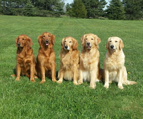 All the colors of the Golden Retriever. Golden Retriever Different Colors, Dog Moodboard, Dark Golden Retriever, Golden Cocker Retriever, Golden Retriever Colors, Gold Retriever, English Golden Retrievers, Chien Golden Retriever, Golden Puppy