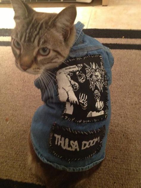 Cats in punk vests: yes: Heavy Metal Cat, Punk Cats, Punk Patches, Cat Pose, Cat Wallpaper, Cat Care, Pretty Cats, Crazy Cat Lady, Crazy Cats