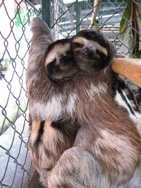 Cute Sloths, Tattoo Nature, Funny Animal, Sloth, Pet, Funny, Art, Nature