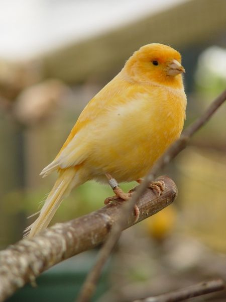 Kanarie - Canary - Bird graphics Yellow Animals Aesthetic, Canary Bird Aesthetic, Yellow Bird Aesthetic, Maysilee Donner, Canary Drawing, Domestic Canary, Canary Aesthetic, Singing Canary, Jimmy Solidarity