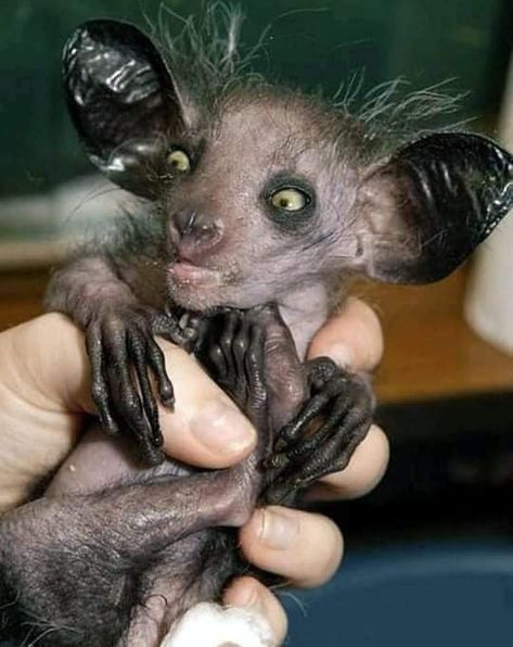 Ugly Puppies, Bizarre Animals, Ugly Photos, Ugly Animals, Ugly Cat, Scary Cat, Scary Animals, Aye Aye, Cute Rats