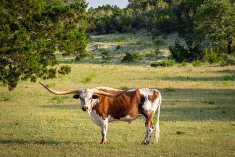 Bandera, Texas, Is the 'Cowboy Capital of the World' — How to Plan the Perfect Getaway Bandera Texas, Medina River, Cowboys Bar, Texas Trip, Barbecue Pit, Spanish Conquistador, Bald Cypress, Indian Paintbrush, Texas Towns