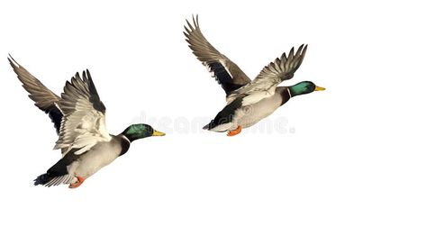 Two Flying Ducks isolated on white background. Two Mallard Ducks flying, isolate , #spon, #isolated, #Ducks, #Flying, #white, #flying #ad Duck Flying, Ducks Flying, Wildlife Images, Head Stone, Flying Ducks, Flying Duck, Mallard Ducks, Duck Drawing, Animal Illustration Art