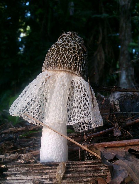 Veiled Lady Mushroom, Bamboo Mushroom, Waardenburg Syndrome, Lady Mushroom, Nature Description, Veiled Lady, Mushroom Costume, Mushroom Pictures, Slime Mould