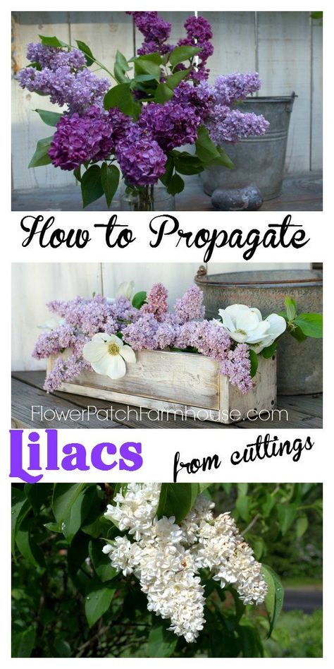 How to Progagate Lilacs from cuttings, it is easier than you think!  http://FlowerPatchFarmhouse.com Flowers To Grow, Lilac Bushes, Flower Patch, Propagating Plants, Flowers Garden, Garden Diy, Growing Flowers, Lawn And Garden, Shade Garden