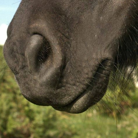 Horse Face Reference, Horse Facial Expressions Drawing, Horse Head Profile, Horse Reference Photos Head, Horse Muzzle, Horses Touching Noses, Horse Sketch, Horse Anatomy, Horse Art Print