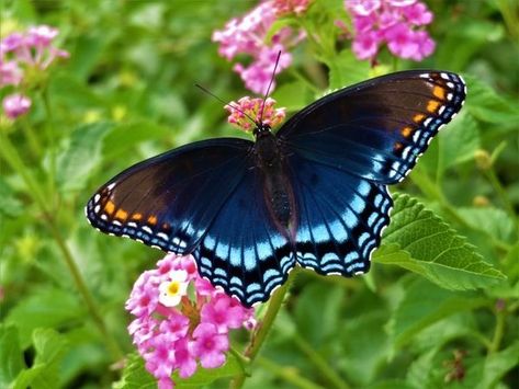 Red Spotted Purple Butterfly, Purple Butterfly Wings, Purple Butterfly Tattoo, Garden Mural, Butterfly Species, Scientific Name, Butterfly Party, Side Tattoos, Beautiful Bugs