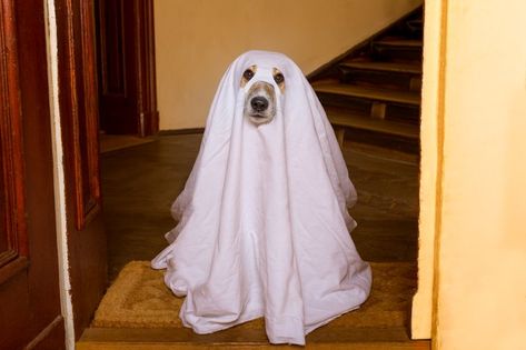 halloween  ghost  dog trick or treat Dog Ghost Costume, Dog Trick, Dog Medicine, Sheet Ghost, Ghost Dog, Halloween Dog, Dog Halloween Costumes, Dog Hacks, Dog Training Collar