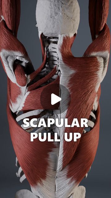 Anatomy of Motion on Instagram: "The scapular pull-up is a great step toward restoring healthy strength in the back and shoulder muscles. 

For most of us, the scapular region is not mapped well enough by the nervous system, resulting in underutilization of the surrounding muscles and overcompensation from other parts of the body.

Practicing scapular pull-ups builds the desired strength based on mobility and, in the process, helps the nervous system create a more precise neural map of the area. 

This improved brain-body connection enables better control of the scapula, leading to healthier movement patterns in the future.

#scapula #medicalanimation #shoulderrehab" Scapula Anatomy, Shoulder Rehab, Body Connection, Muscle Anatomy, Parts Of The Body, Shoulder Muscles, The Nervous System, Pull Up, Nervous System