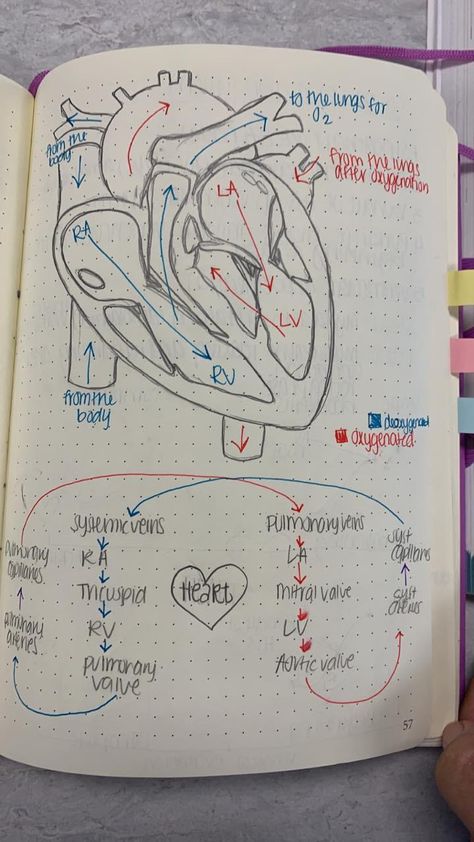 Vet Tech Nerd Book, Veterinarian Notes Aesthetic, Vet School Aesthetic Notes, Vet Tech Notes Veterinary Medicine, Vet Anatomy Notes, Veterinary Medicine Tattoo, Veterinarian Notes, Vet Tech Notes, Vtne Study