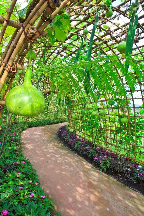 Gourd Tunnel, Dream Garden Vegetable, Tunnel Garden, Kitchen Design Ideas 2023, Dream Backyard Garden, Bottle Gourd, Eco Garden, Garden Layout Vegetable, Vegetable Garden Planning