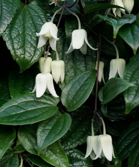 Clematis Winter Beauty, Winter Clematis, Making A Garden, Clematis Varieties, White Clematis, Flowers Morning, Clematis Montana, Moon Flowers, Clematis Flower