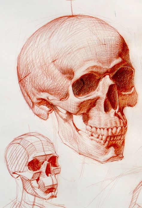 Academic Art Sketch, Skeleton Head Reference, Head Bone Drawing, Ramon Hurtado, Skeleton Head Drawing, Skull Drawing Sketches, Academic Painting, Skeleton Drawing, Skull Anatomy