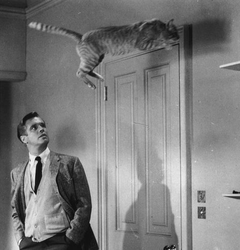 Cat George Peppard, Blake Edwards, Old Hollywood Movies, Celebrities Then And Now, Cat Call, Breakfast At Tiffany's, Foreign Film, Paul George, Breakfast At Tiffanys