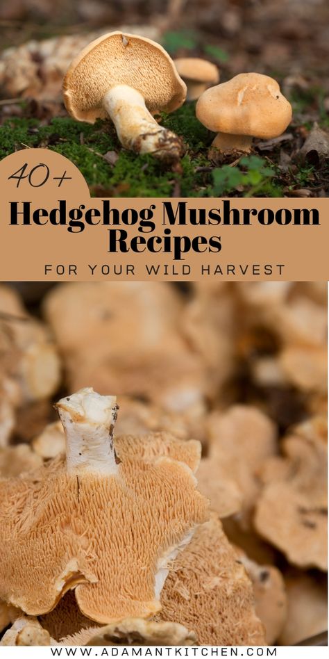 40+ Hedgehog Mushroom Recipes Hedgehog Mushroom, Hedgehog Mushroom Recipe, Mushroom Bread Pudding, Mushroom Bisque, Wild Mushroom Soup, Edible Wild Mushrooms, Wild Mushroom Recipes, Growing Mushrooms At Home, Mushroom Varieties