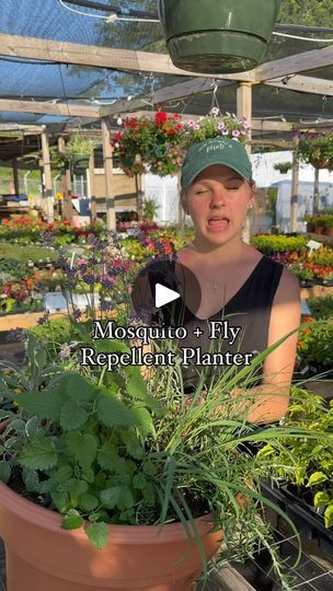 1M views · 51K reactions | Mosquito and Fly Repellent Planter 🦟 ❌ 

Planter Recipe:
14” pot filled with high quality potting soil 
1 4” lavender 
1 4” tricolor sage 
1 4” lemon balm 
1 4” lemongrass 
1 4” chives 
1 4” trailing rosemary 

Other mosquito and fly repellent plants you can mix in: 
Citronella 
Marigolds 
Mint 
Scented geraniums 
Basil 
Catnip 
Thyme 
Lantana 

We find the best luck when we rub our hands through the pot before sitting outside. This helps get the oils/scents in the air

#plants #planting #herbs #garden #gardening #flowers #flower | Needmore Farms | Gardening, and DIY | needmorefarms · Original audio Fly Repellent Plants, Trailing Rosemary, Geranium Planters, Deck Plants, Repellent Plants, Scented Geranium, Herbs Garden, Sitting Outside, Gardening Diy