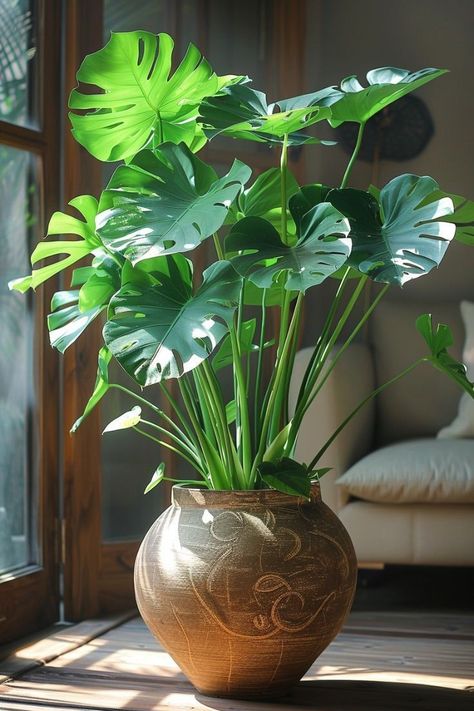 Parent Problems, Indoor Plant Ideas, Living Room Plants Decor, Big Leaf Plants, Low Maintenance Indoor Plants, Plant Parent, Balcony Plants, Plant Ideas, Plant Decor Indoor