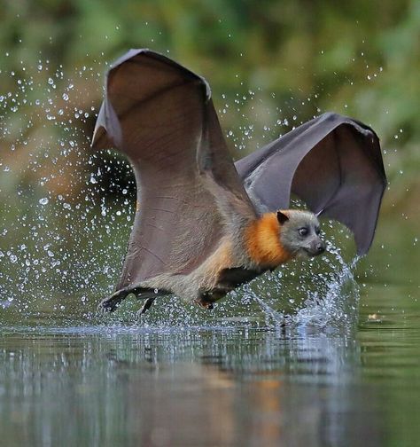 Fox Bat, Animals Memes, Bat Flying, Splash Images, Epic Fail, Pictures Funny, Hilarious Funny, Wildlife Photos, Animal Photo