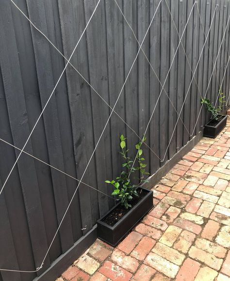 DIY Vine On A Wire Vine Screen Wall, Vines On Wood Fence, Diy Fence Trellis, Black Trellis Ideas, Vine Wall Outdoor, Backyard Trellis Ideas, Diy Vine Wall, Vine On Fence, Vine Privacy Fence