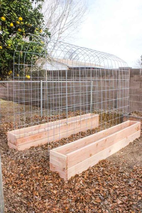 angled view of trellis with garden boxes near fruit tree Diy Raised Garden Bed, Vertical Vegetable Gardens, Garden Boxes Diy, Diy Garden Trellis, Garden Boxes Raised, Building A Raised Garden, Diy Trellis, Diy Raised Garden, Garden Vines