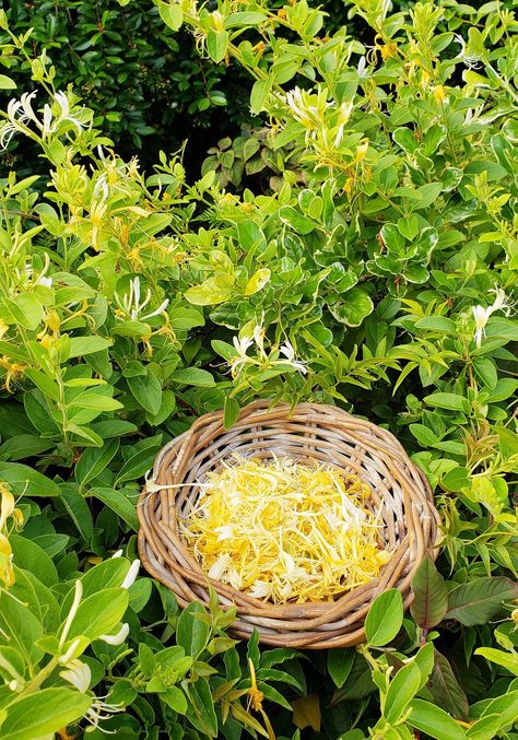 Honeysuckle Cordial: A Delicious Way to Control an Invasive Vine - Gardenista Eyes Picture, Summer In A Bottle, Portable Partitions, Honeysuckle Vine, Honeysuckle Flower, Garden Hacks, Veggie Patch, Privacy Screens, The Count