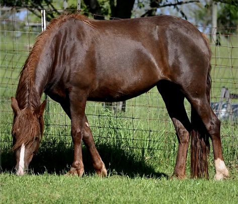 Morgan liver chestnut mare Liver Chestnut Horse, Kathiyawadi Horse, Liver Chestnut, Connemara Pony, Chestnut Mare, First Horse, Horse Poses, Tennessee Walking Horse, Marwari Horses