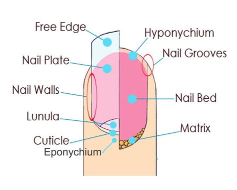 Nail Structure Diagram | Quizlet Nail Diagram, Nail Structure, Nail Room Ideas, Nail Lab, Wall Nails, Nail Room, Popular Nail Designs, Nail Pictures, Basic Nails