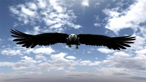 Bald eagle flying Shutter Stock Video Eagle Front View, Bald Eagle Flying, Eagle Hunting, Eagle Flying, American Bald Eagle, Eagle Tattoo, Dad Tattoos, Birds Eye View, Birds Flying