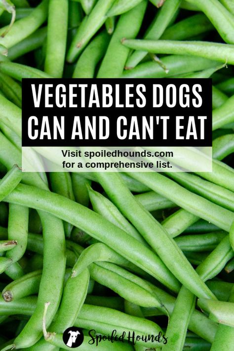 Keep your dog safe! Find a comprehensive list of vegetables dogs can and can't eat on Spoiled Hounds. #pets #dogs #doglover #dogfood #dogtreats #vegetables Can Dogs Eat Carrots, Can Dogs Eat Corn, Dog Vegetables, Holistic Dog Care, Foods Dogs Can Eat, Easy Dog Treat Recipes, Make Dog Food, Stencils Painting, Floor Painting