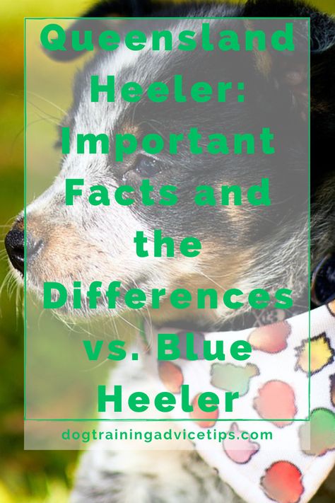 Are you confused between the Queensland Heeler and the Blue Heeler? Read this article to know everything about the Queensland Heeler! #dogtrainingadvicetips #dogtips #dogs #dogfacts Dog Facts Interesting, Queensland Heeler, Heeler Dog, Best Dogs For Families, Blue Heeler Dogs, Red Heeler, Dog Training Advice, Loyal Dogs, Genetic Testing